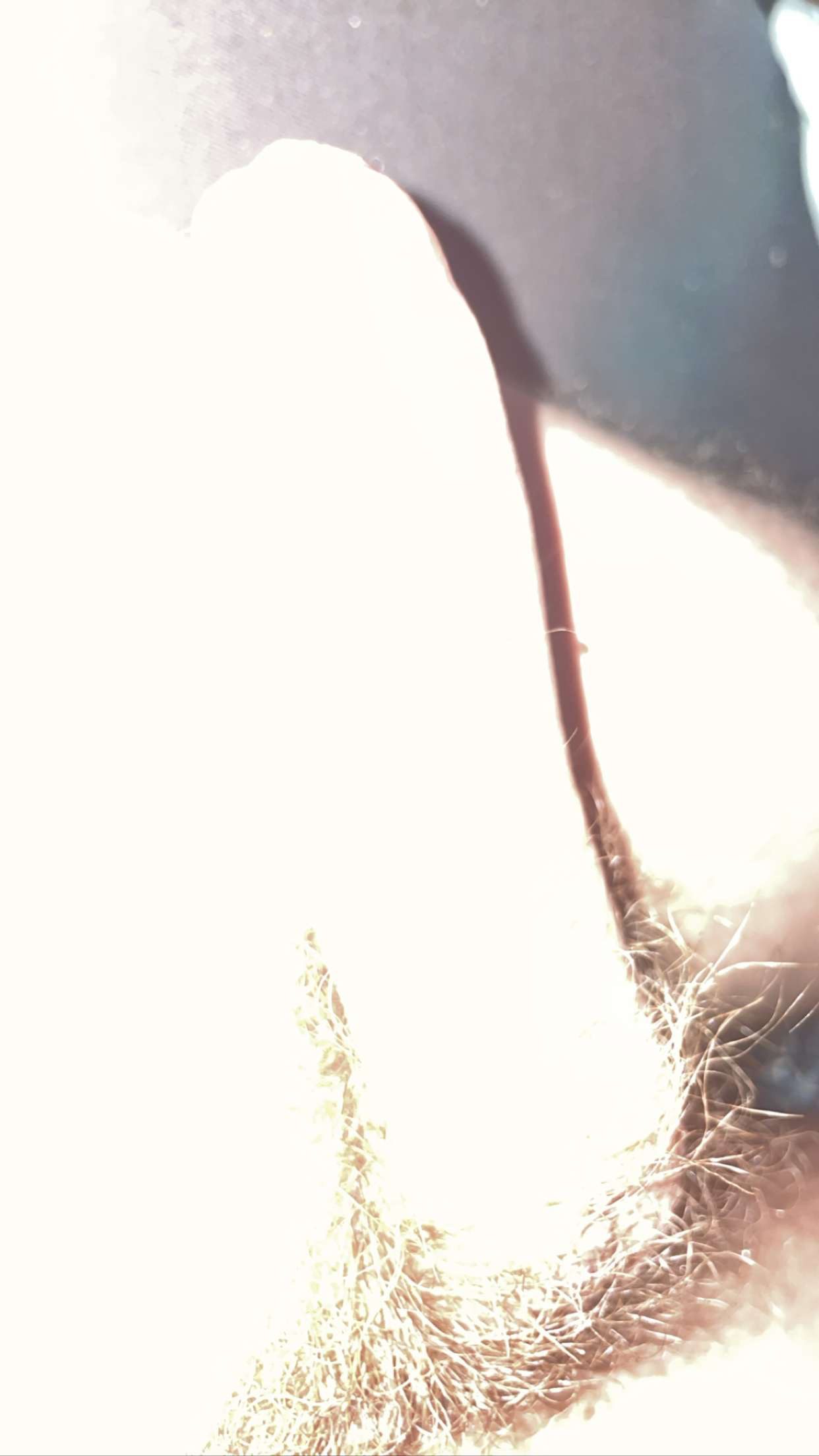 Ma grosse bite prête à vous recevoir les fille